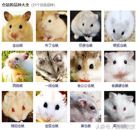 左三右六是什麼 老鼠品種介紹